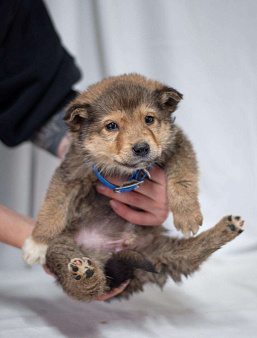 Щенок Хома ищет дом