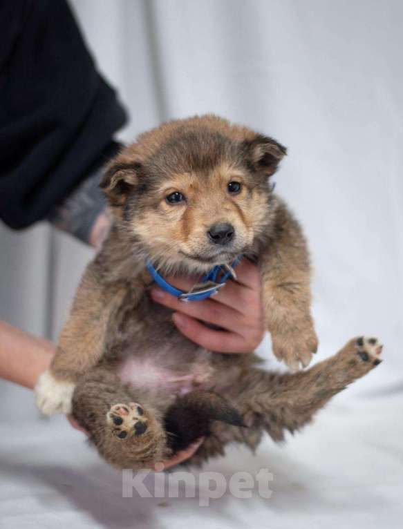 Собаки в Ногинске: Щенок Хома ищет дом Мальчик, Бесплатно - фото 1