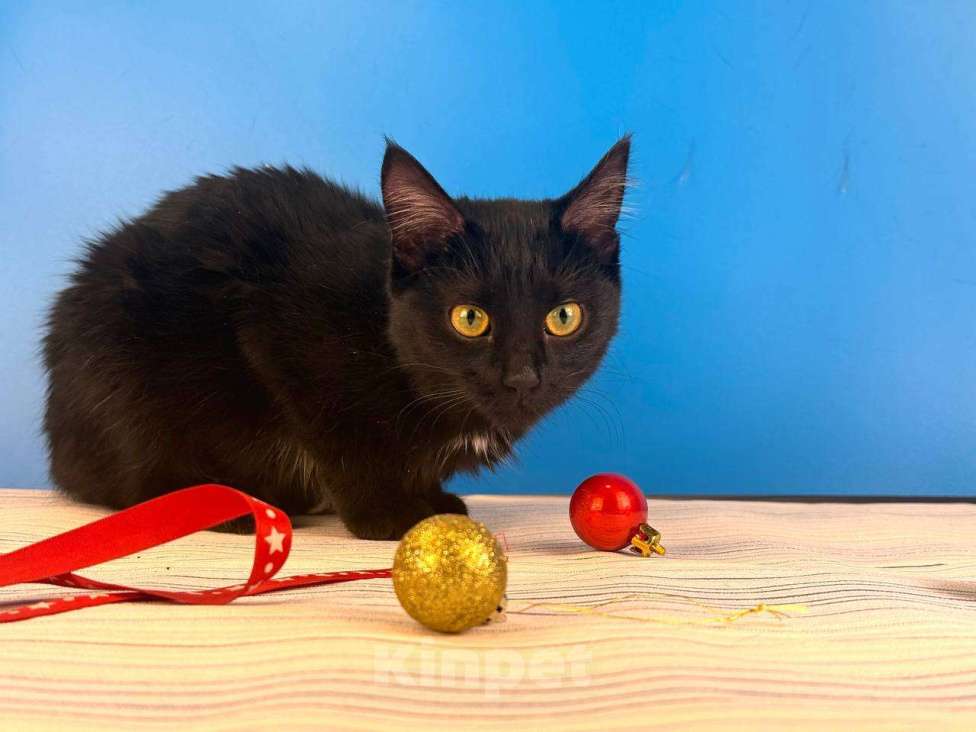 Кошки в Москве: Буся, котенок-подросток в добры руки Девочка, Бесплатно - фото 4