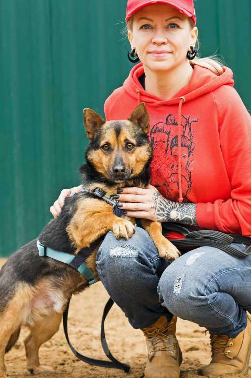 Собаки в других городах Московской области: Брэнди, микро-овчар Мальчик, Бесплатно - фото 7