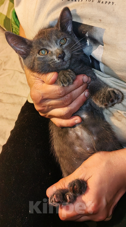 Кошки в Уфе: Котенок - мальчик в добрые руки Мальчик, Бесплатно - фото 4