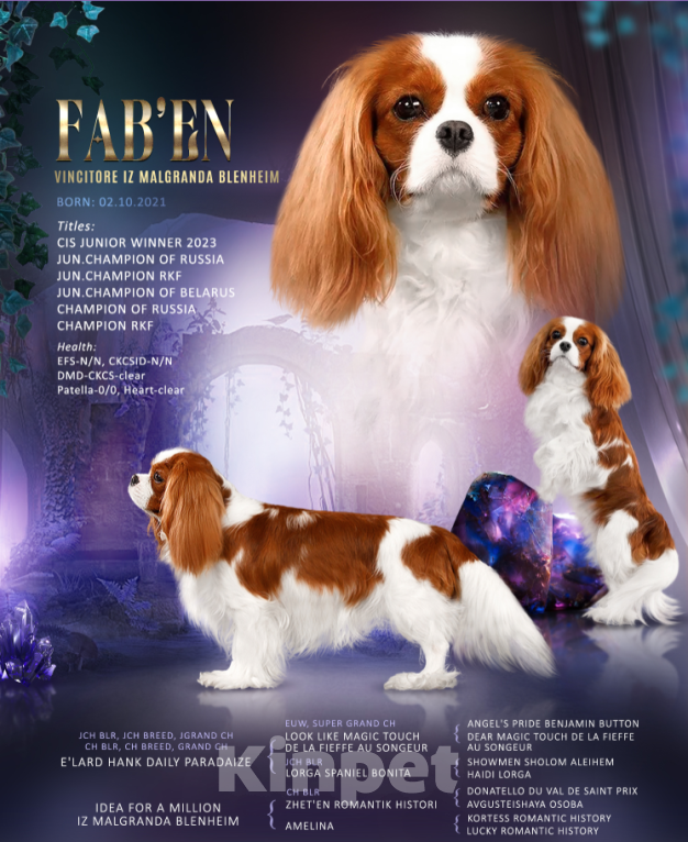 Собаки в Москве: Кавалер Кинг Чарльз Спаниель ВЯЗКА Мальчик, 50 000 руб. - фото 9