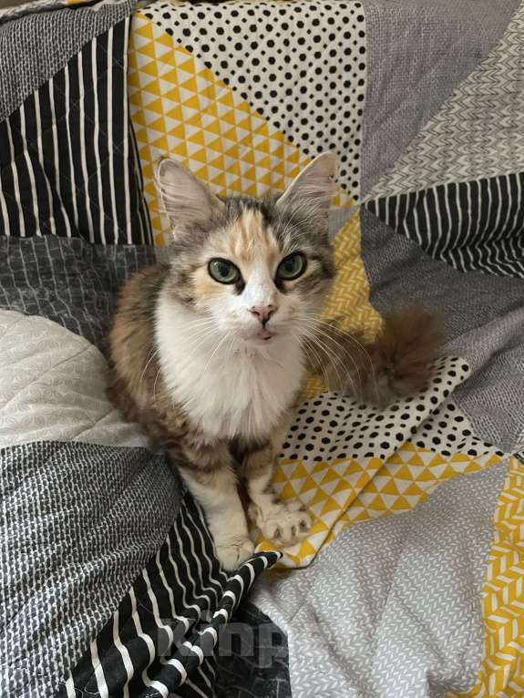 Кошки в Симферополе: Кошка в добрые руки Девочка, Бесплатно - фото 3