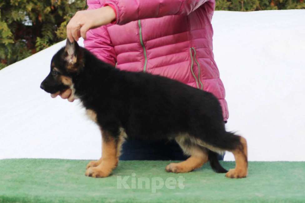 Собаки в Калуге: Немецкие овчарки из питомника Фон Хаус Энжео Мальчик, 60 000 руб. - фото 1