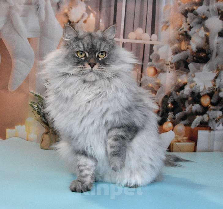 Кошки в Москве: Сибирская серебристая кошечка Девочка, Бесплатно - фото 6