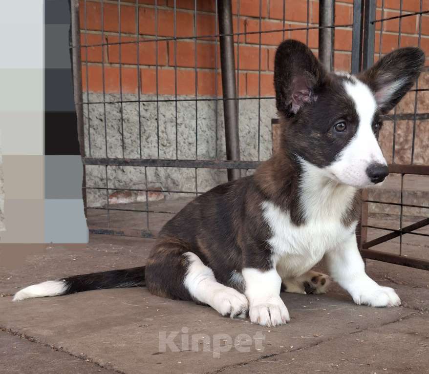 Собаки в Москве: Девочка вельш корги кардигана от родителей Чемпионов России Девочка, 40 000 руб. - фото 4