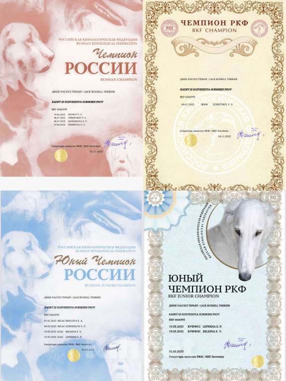 Собаки в Пензе: Щенок джек-рассел-терьера Девочка, 40 000 руб. - фото 4