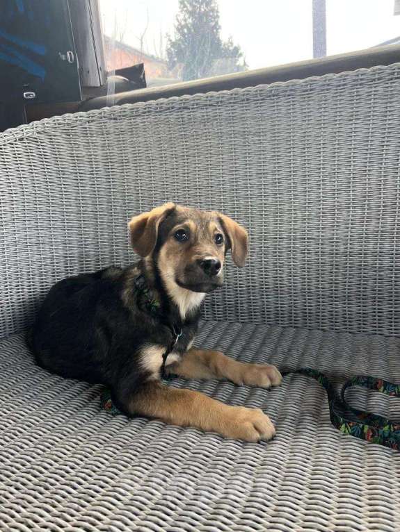 Собаки в Красногорске: Самый уютный щенок Перчик , 4 месяца  Мальчик, Бесплатно - фото 2