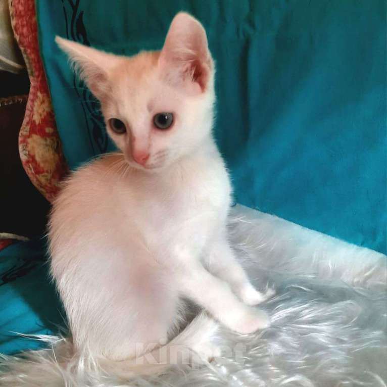 Кошки в Москве: Маленького беленького котенка подкинули к дверям клиники 🆘️ Срочно нужен дом Мальчик, Бесплатно - фото 3