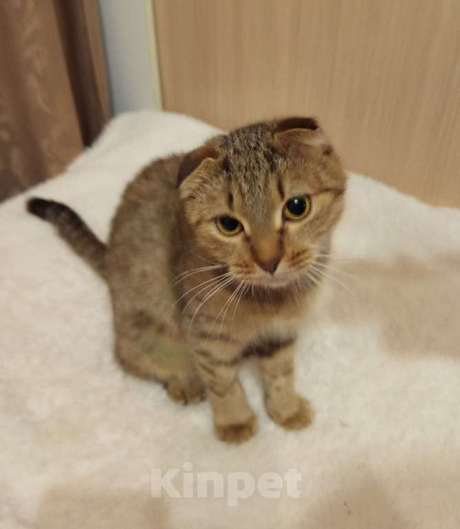 Кошки в Санкт-Петербурге: Ласковее и добрее кошечек не бывает Девочка, 100 руб. - фото 2