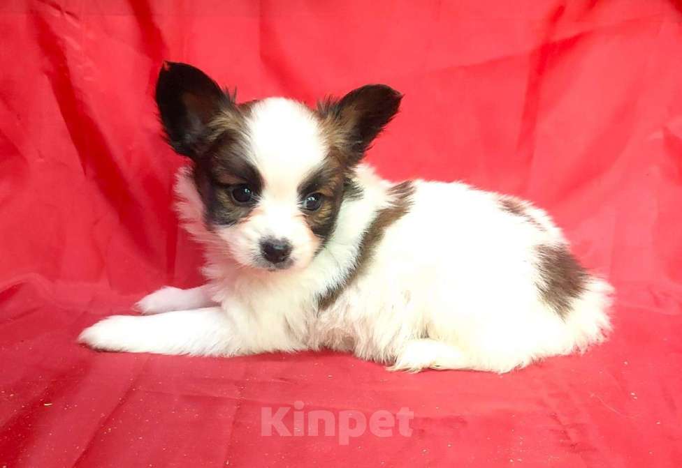 Собаки в Красноармейске: Щенки папийона Мальчик, 30 000 руб. - фото 1