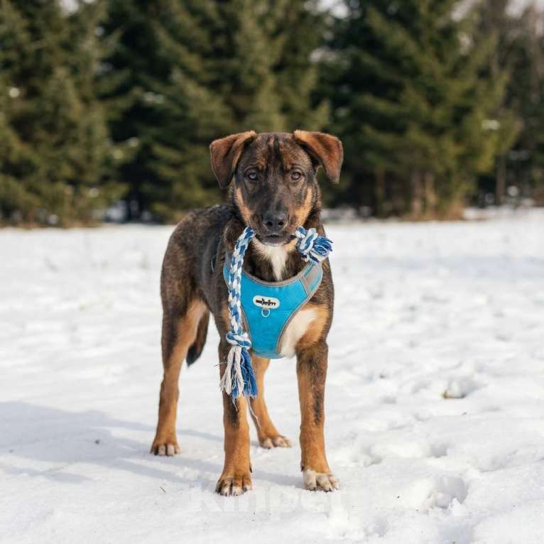 Собаки в Москве: щенок Боб ищет дом Мальчик, Бесплатно - фото 2