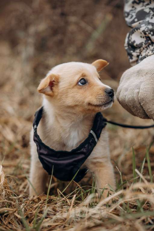 Собаки в Москве: Щенок из приюта ищет дом и семью! Мальчик, Бесплатно - фото 6