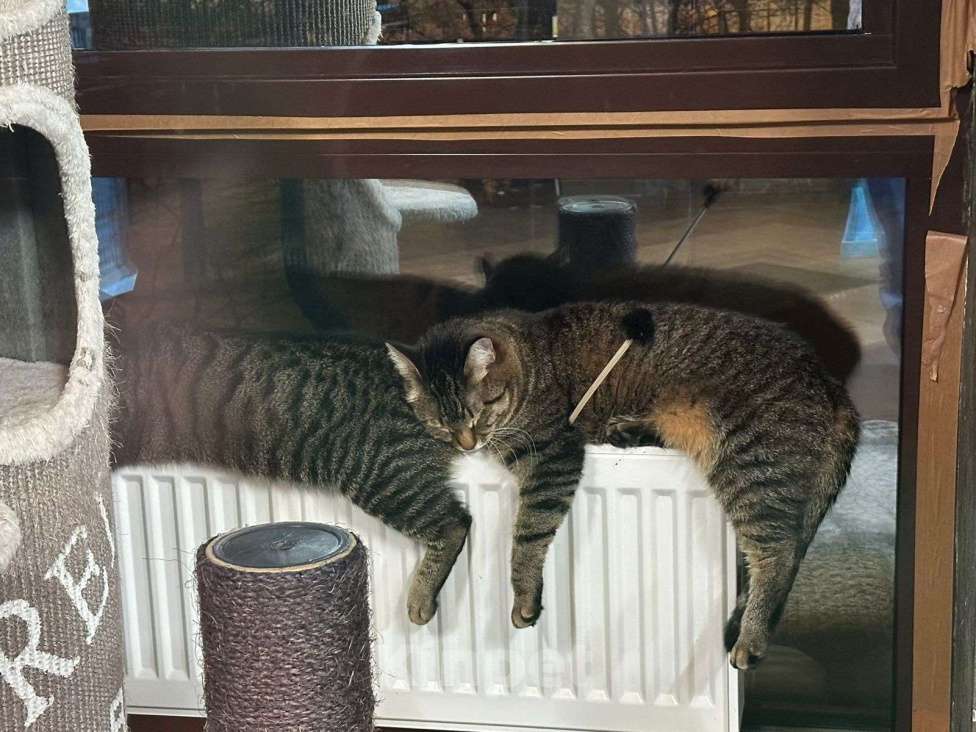 Кошки в Москве: Возможно, у неё уже был дом  Девочка, Бесплатно - фото 4