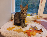 Кошки в Санкт-Петербурге: Котик-философ Мальчик, Бесплатно - фото 5