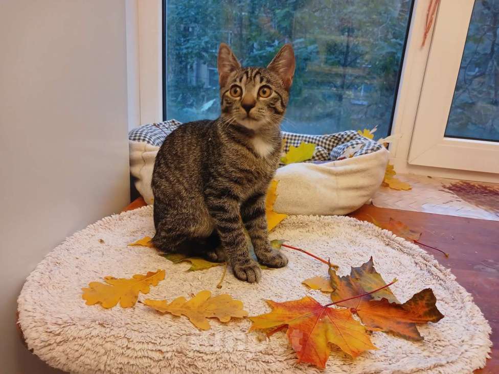 Кошки в Санкт-Петербурге: Ищет дом умный, спокойный кот-философ Мальчик, Бесплатно - фото 5