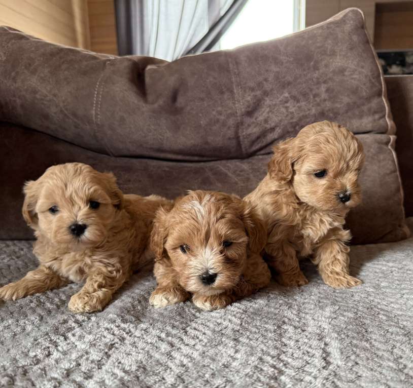 Собаки в Новосибирске: Щенки мальтипу f1 Мальчик, 100 000 руб. - фото 2