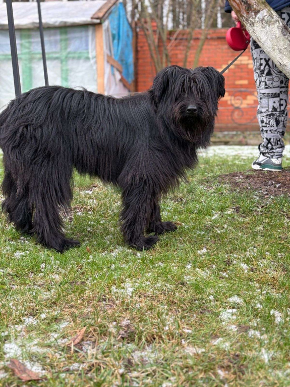 Собаки в Москве: Небольшой метис шнауцера в добрые руки Мальчик, Бесплатно - фото 1