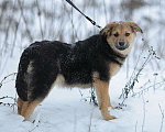 Собаки в Москве: Нежная улыбака грустит в приюте Девочка, Бесплатно - фото 2