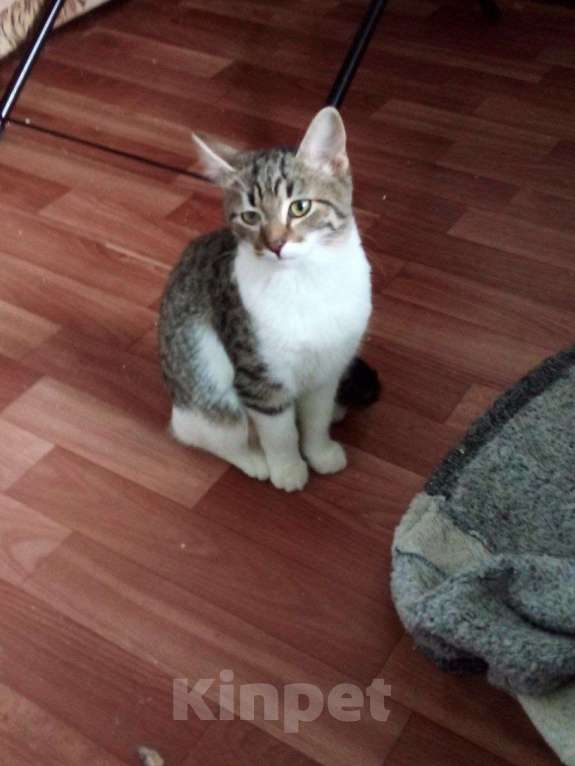 Кошки в Москве: Котенок Имбирь ищет дом Мальчик, 1 руб. - фото 2