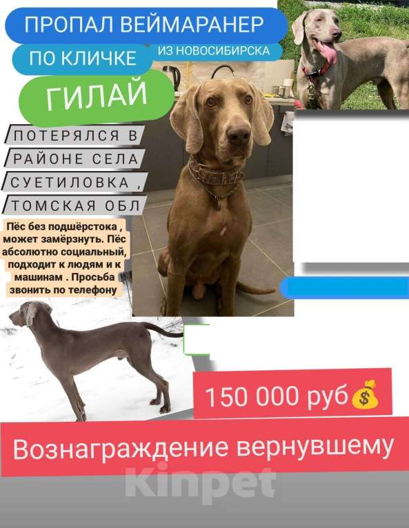 Собаки в других городах Томской области: Потерялся веймаранер из Новосибирска в Томской области по кличке Гилай Мальчик, 150 000 руб. - фото 1