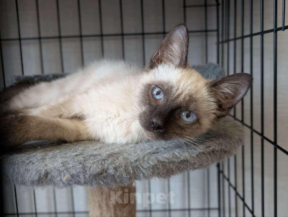 Кошки в Жуковском: Котенок мальчик в добрые руки Мальчик, Бесплатно - фото 1