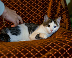 Кошки в Москве: Особенный котёнок в добрые руки Мальчик, 1 руб. - фото 6