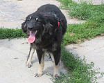 Собаки в Москве: Красатулечка Бароша в поисках своей семьи Мальчик, Бесплатно - фото 6
