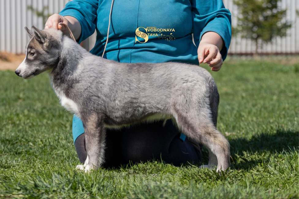 Собаки в Пушкино: Щенки Сибирский хаски Мальчик, 25 000 руб. - фото 4