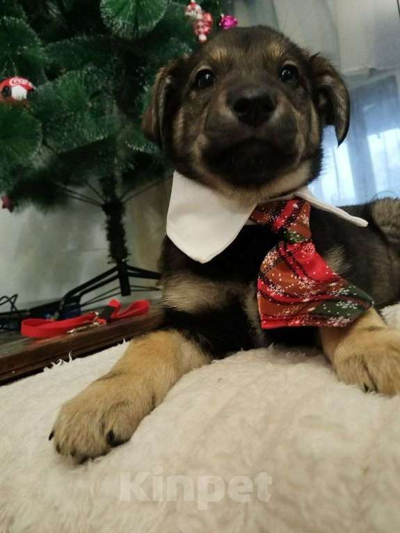 Собаки в Москве: Милые щенки  Мальчик, Бесплатно - фото 1