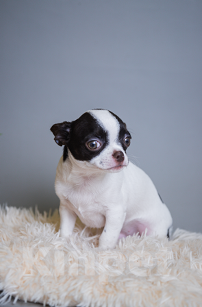Собаки в Королеве: Мальчишка щенок Чихуа-хуа Мальчик, 30 000 руб. - фото 5