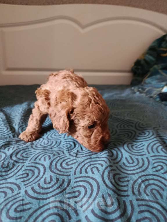 Собаки в Мытищах: Щенки миниатюрного пуделя Девочка, 100 000 руб. - фото 2