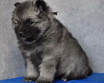 Собаки в Новосибирске: Вольфшпиц от титулованных родителей Мальчик, 60 000 руб. - фото 1