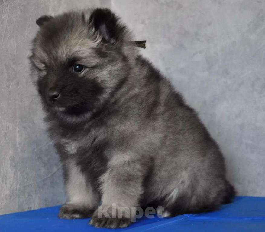Собаки в Новосибирске: Вольфшпиц от титулованных родителей Мальчик, 60 000 руб. - фото 1