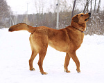 Собаки в Балашихе: Солнечный рыжий пёс Патат 3,5 года из приюта Мальчик, Бесплатно - фото 7