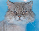 Кошки в Москве: Шикарный котище, с голубыми глазами и еще ничей. Мальчик, Бесплатно - фото 2