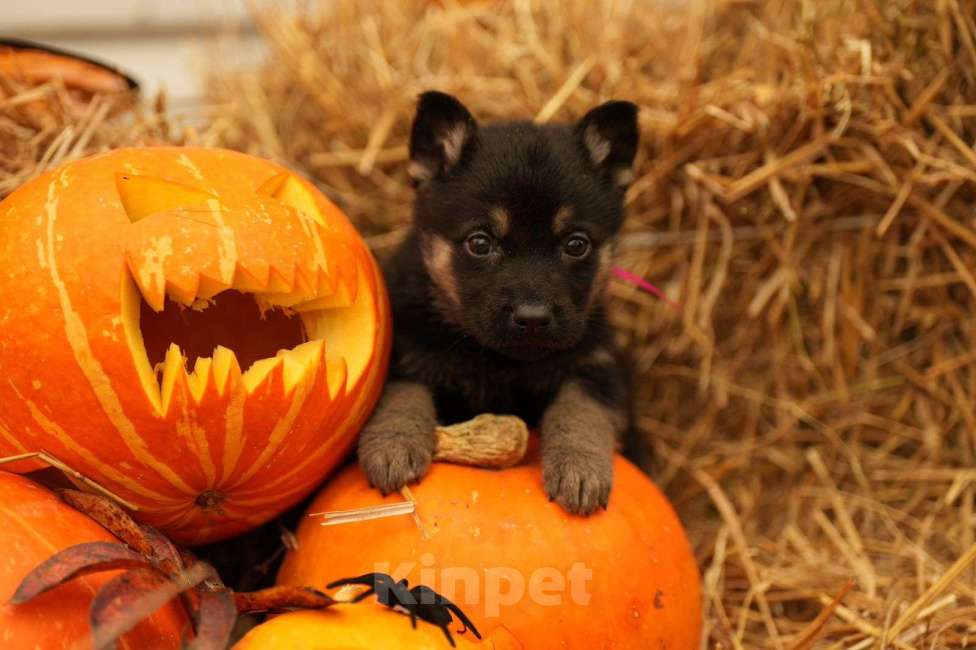 Собаки в других городах Московской области: Кобель ВЕО с Документами РКФ Мальчик, 50 000 руб. - фото 2