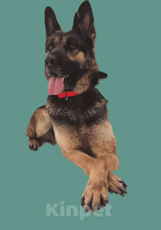 Собаки в Ореховом-Зуево: РОКСИ -метис овчара (сука) 2года, девочка  Девочка, Бесплатно - фото 2