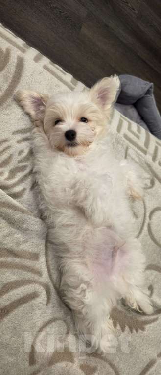 Собаки в Санкт-Петербурге: Продам Мальтипу Мальчик, 30 000 руб. - фото 3