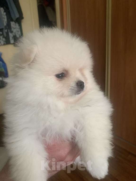 Собаки в Воронеже: Щенок шпица Девочка, 20 000 руб. - фото 2