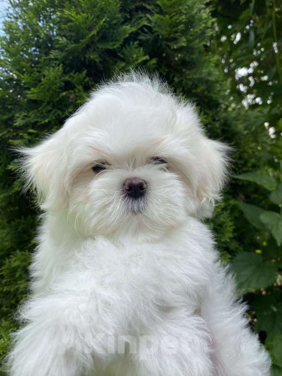 Собаки в Москве: Мальтезе мальчик мини  Мальчик, 100 руб. - фото 3