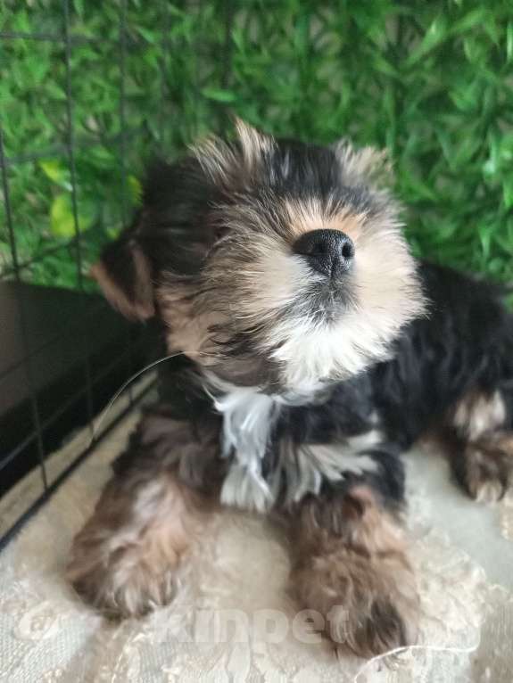 Собаки в Острогожске: Щенки йоркширского терьера Разнополые, 13 000 руб. - фото 3