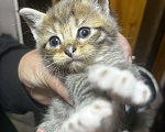 Кошки в Твери: Котята мейн-кун Девочка, 1 500 руб. - фото 2