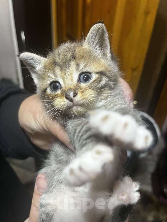 Кошки в Твери: Котята мейн-кун Девочка, 1 500 руб. - фото 2