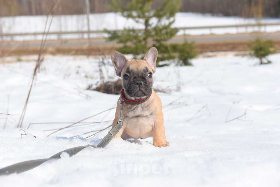 Собаки в Москве: Девочка палевая Девочка, 40 000 руб. - фото 3