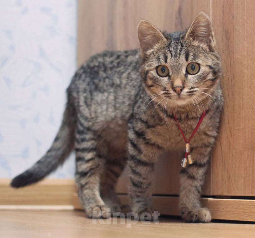 Кошки в Москве: Шпротик Микки Мальчик, Бесплатно - фото 4