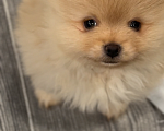Собаки в Москве: Померанский шпиц мальчик Мальчик, 25 000 руб. - фото 3