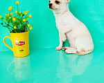 Собаки в Ногинске: Бело кремовая девочка Чихуахуа Девочка, 35 000 руб. - фото 2