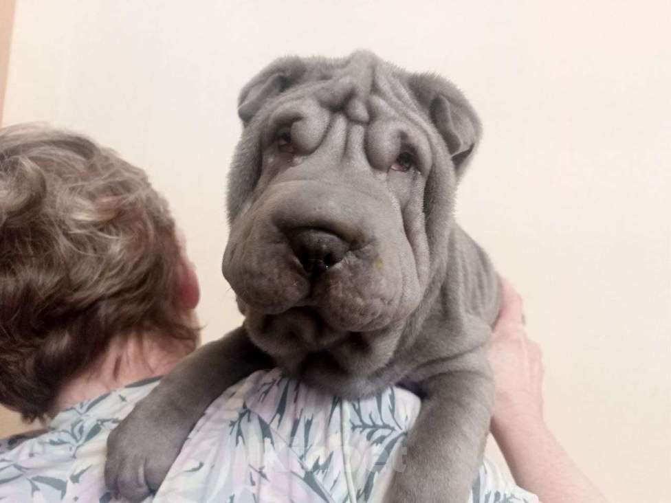 Собаки в Омске: Шарпей, Щенок Девочка, Бесплатно - фото 4