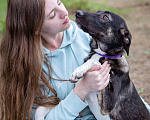 Собаки в Москве: Девочка 8 месяцев в добрые руки Девочка, Бесплатно - фото 2